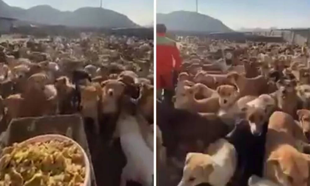 Ιράν: Πώς είναι να ταΐζεις 2.000 σκυλιά τη μέρα